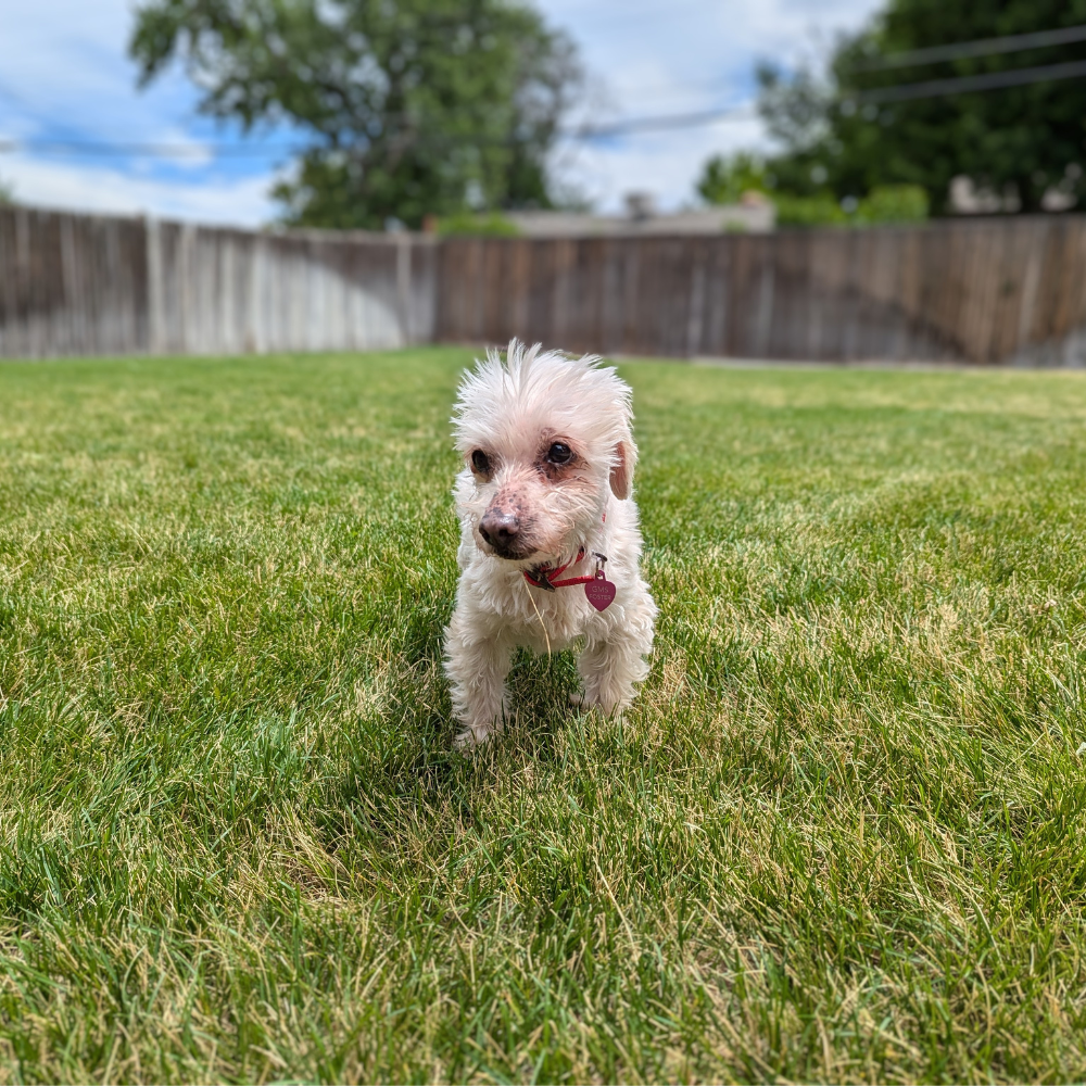 Sponsor a Senior Dog's Adoption Fee