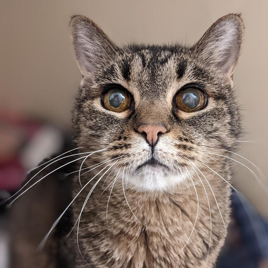 Sponsor a Senior Cat's Adoption Fee