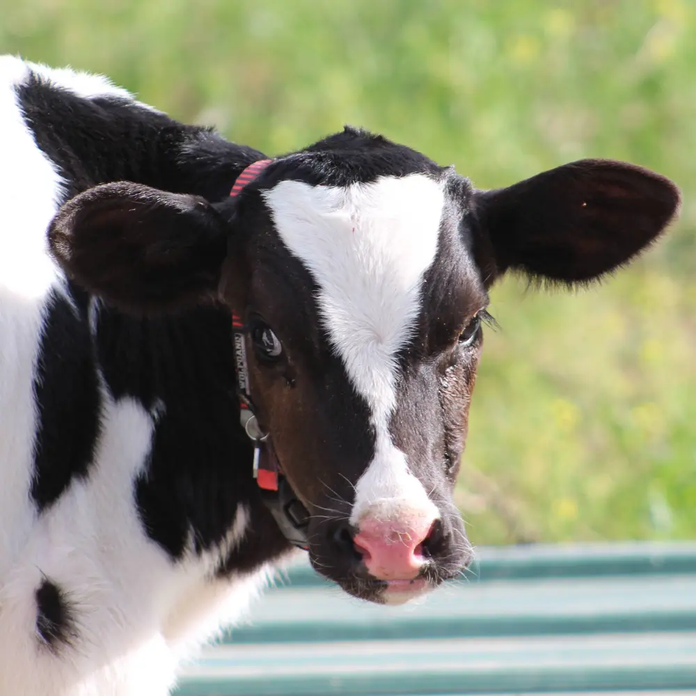 A young cow at Molly's Menagerie