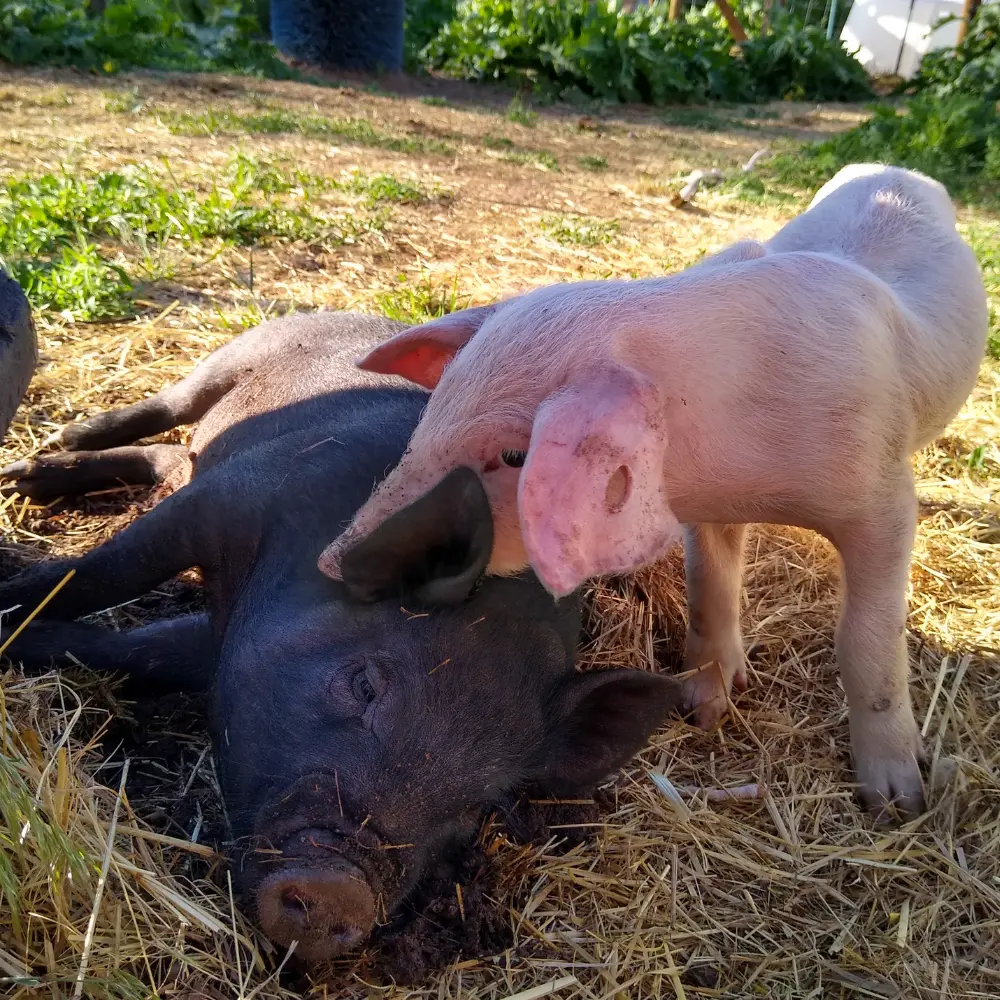 Pigs resting together at Molly's Menagerie