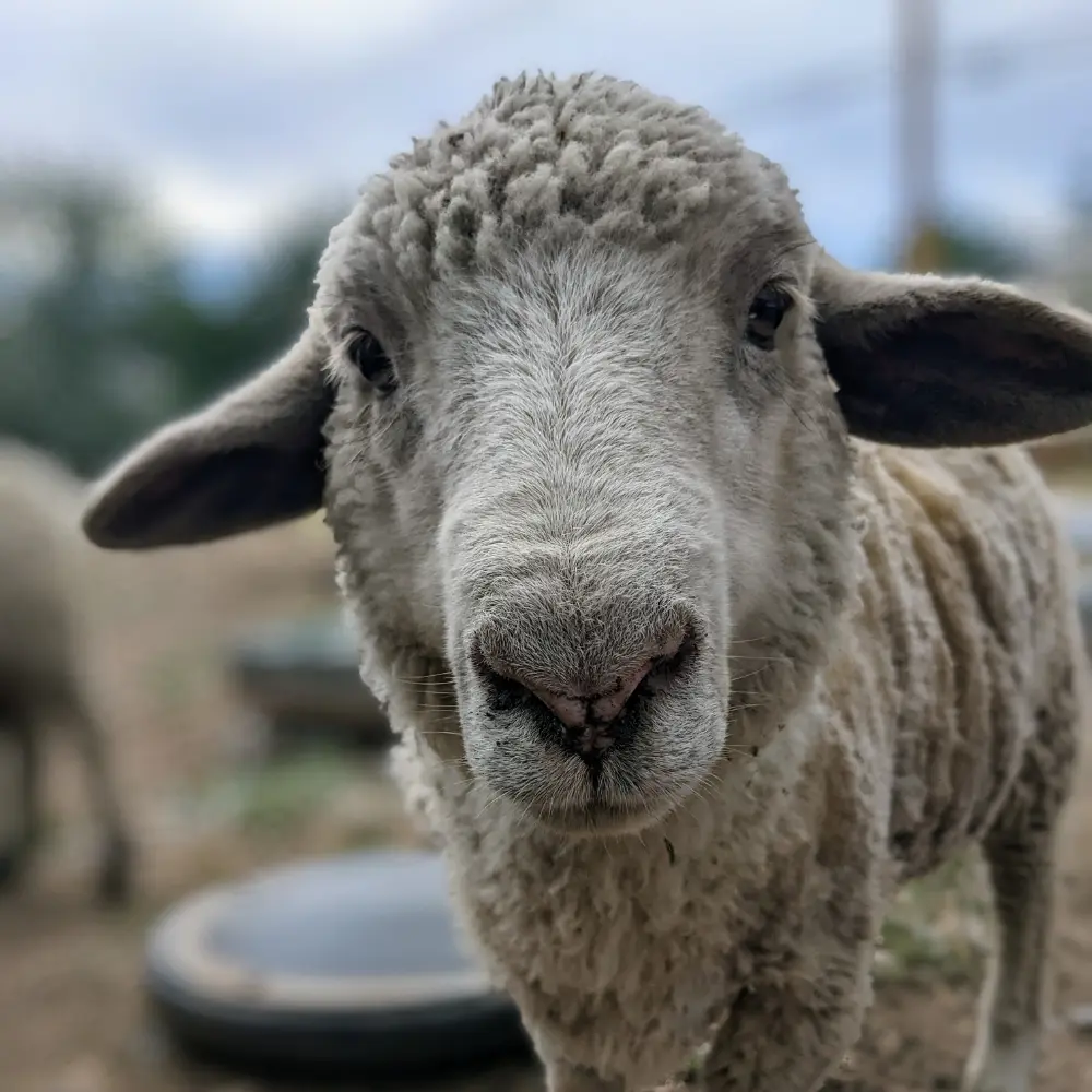 A sheep at Molly's Menagerie