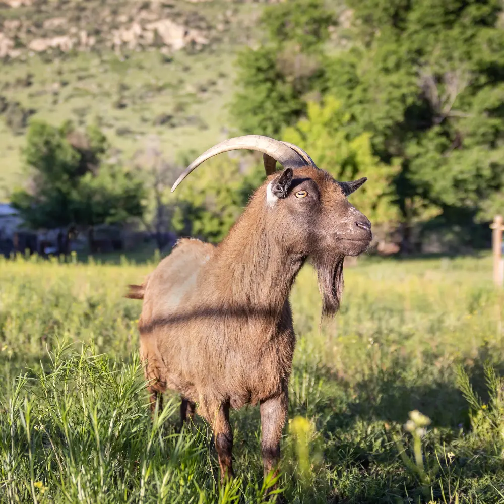 A goat standing in a green pasture