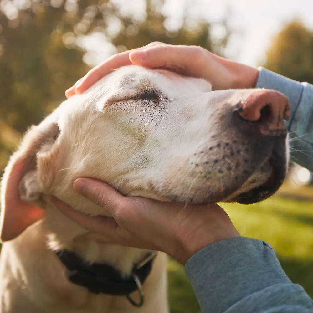 A senior dog resting while someone gently pets them