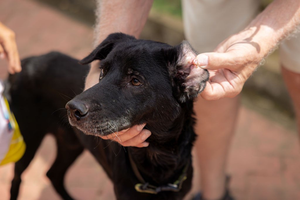 A dog receiving an ear exam during Operation Amazonas in 2026