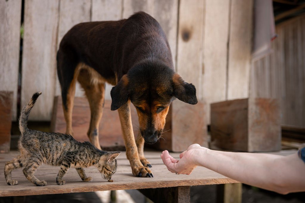 A dog and kitten in a community in the Colombian Amazon