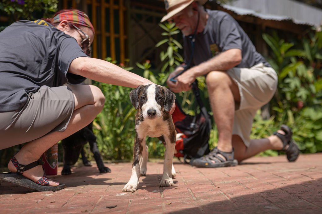 A puppy receiving care during Operation Amazonas in 2026