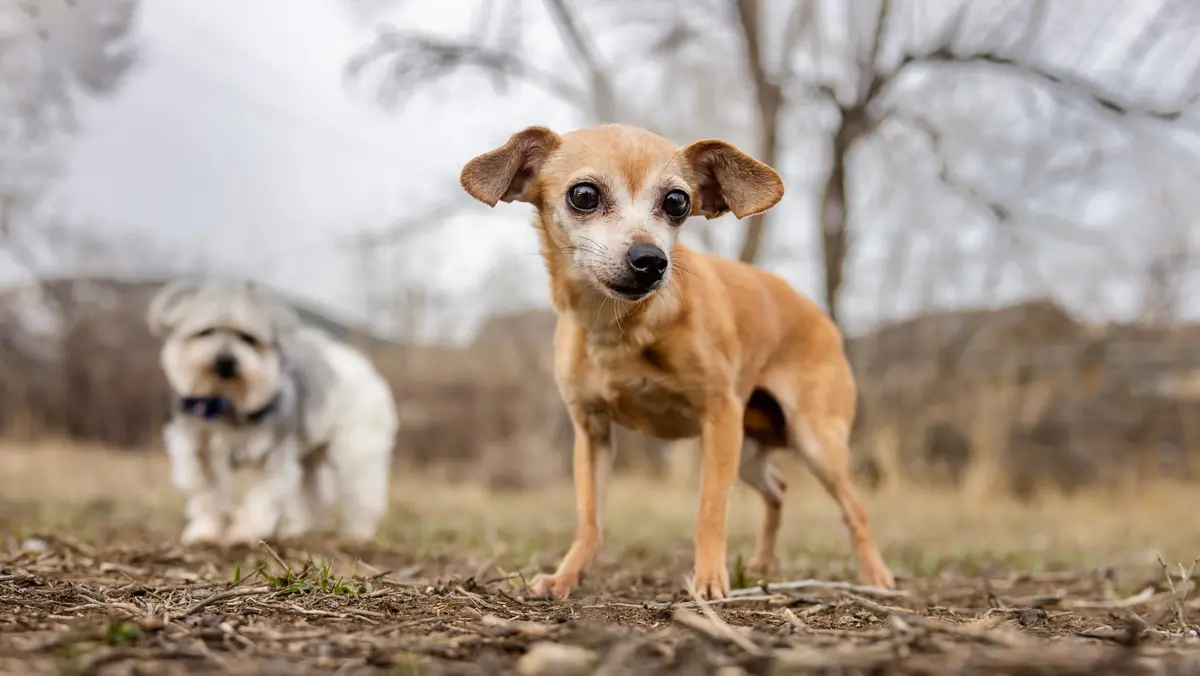Two senior dogs outdoors
